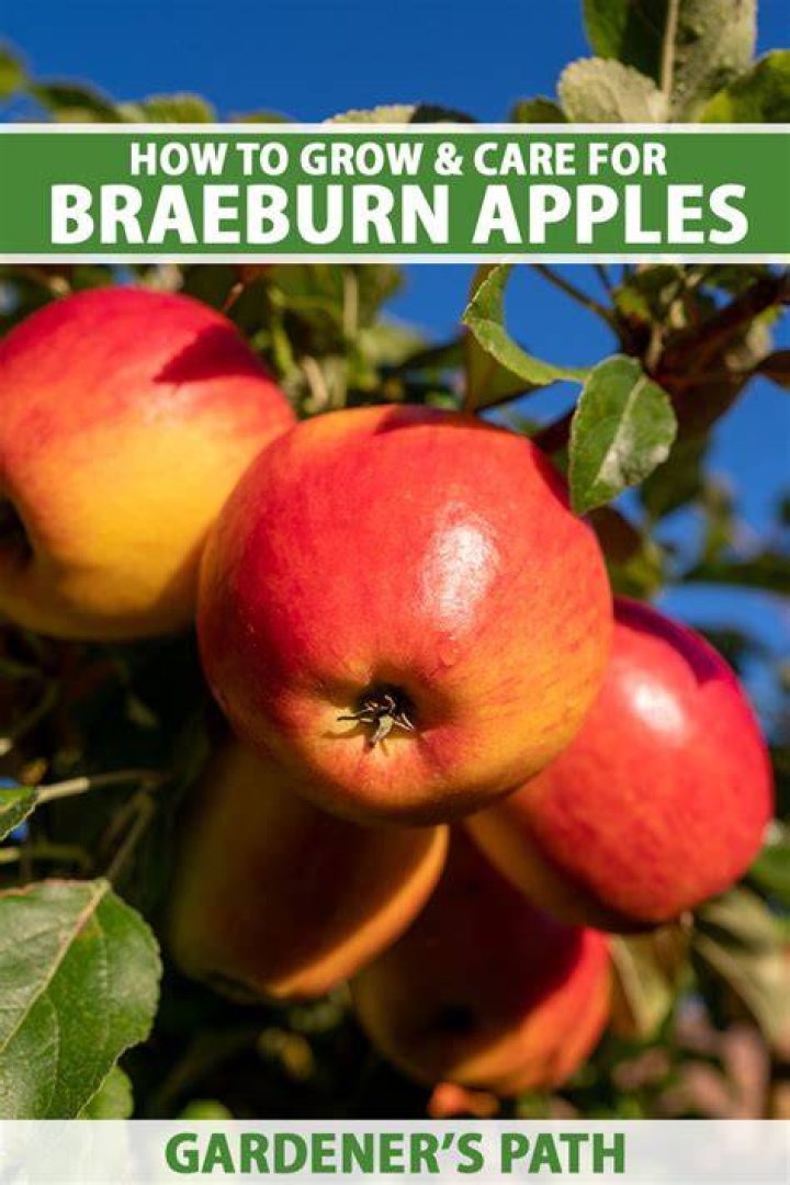Are Braeburn apples good