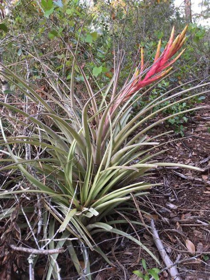Are bromeliads native to Florida