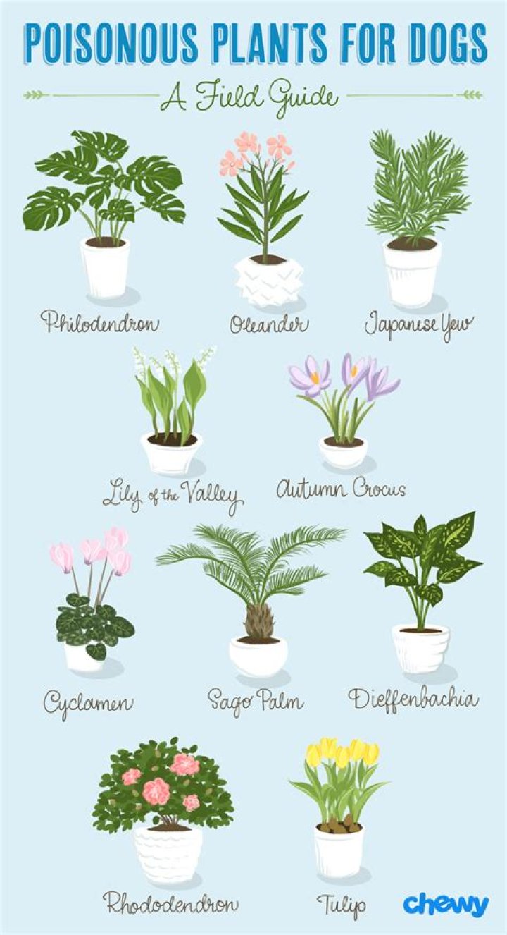 Are Citronella plants toxic to dogs