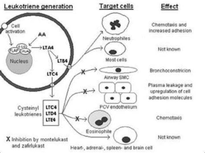 Are leukotrienes inflammatory