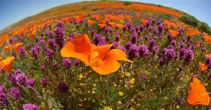 Are the California poppies blooming