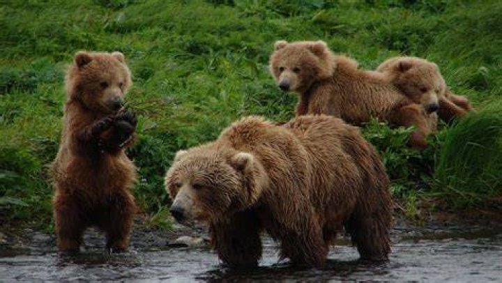 Are there brown bears