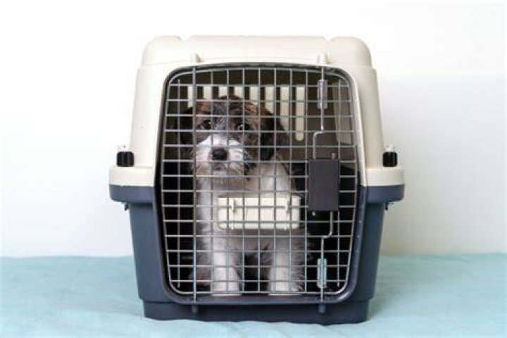 Are wire or plastic dog crates better