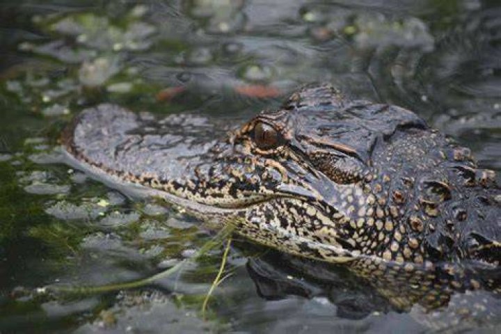 Can alligators live in saltwater in Florida