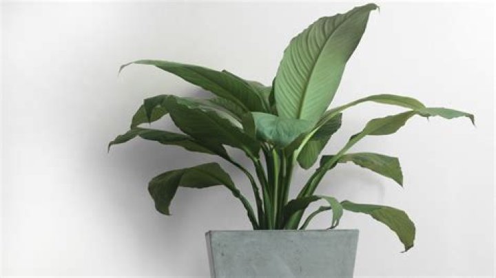 Can any plants survive without sunlight