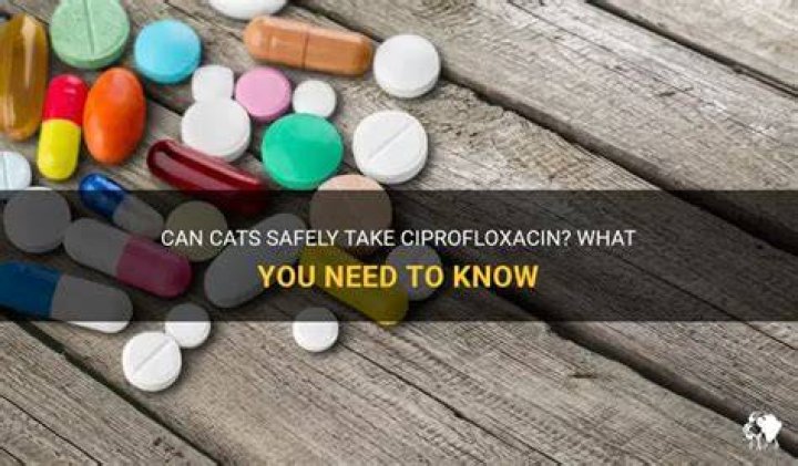 Can cats take ciprofloxacin
