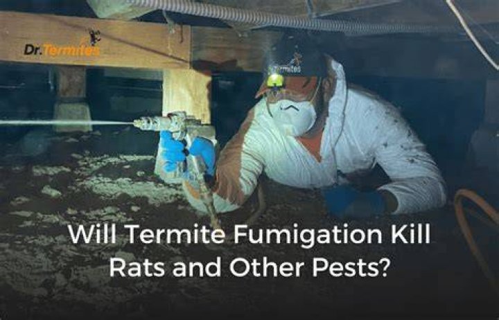 Can fumigation kill rats