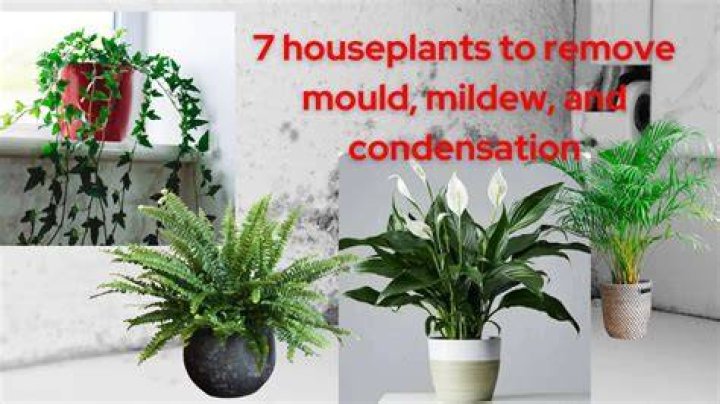Can plants stop condensation