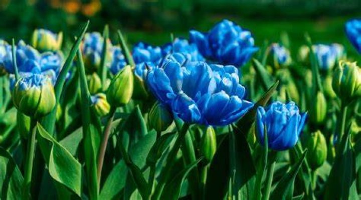 Can Tulips be blue