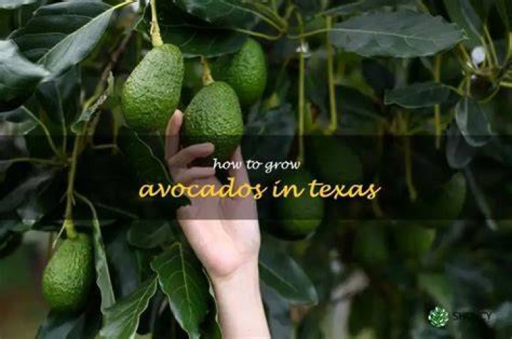 Can you grow avocados in North Texas