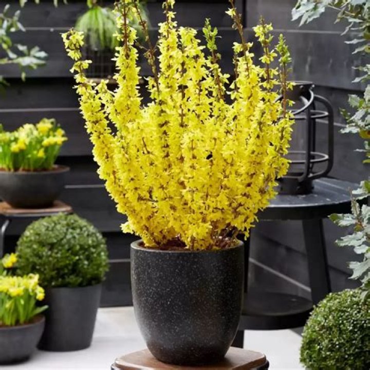 Can you grow forsythia indoors
