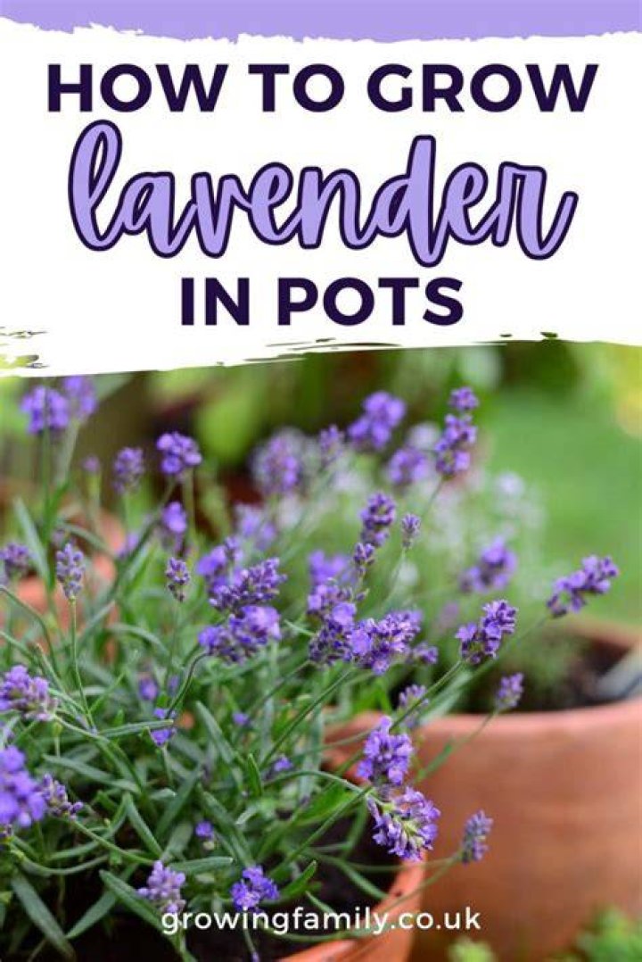 Can you grow lavender in a Mason jar