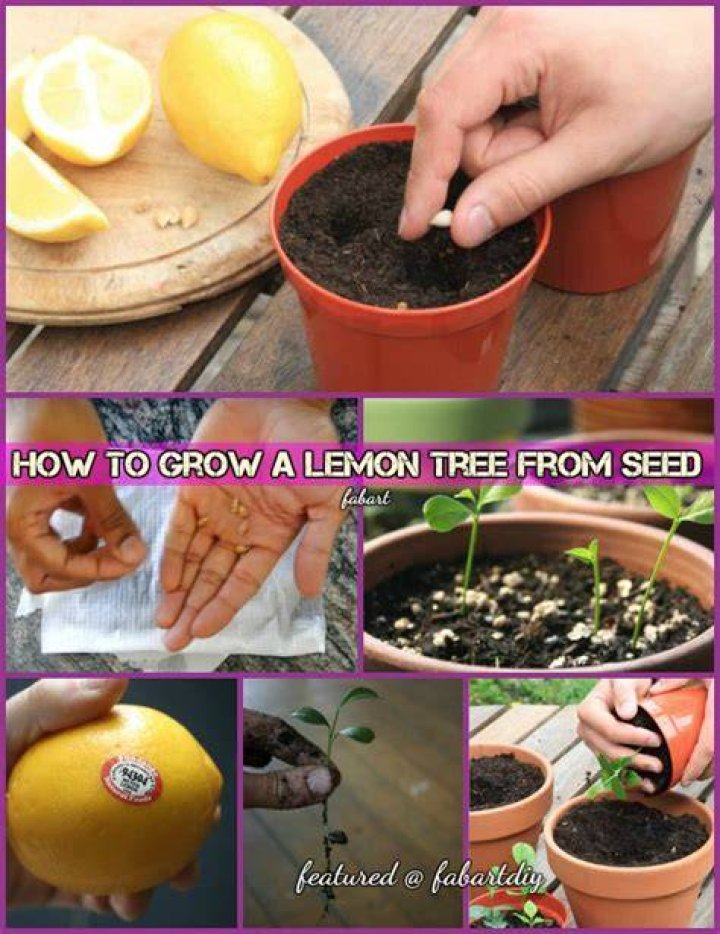 Can you plant a lemon tree in the ground