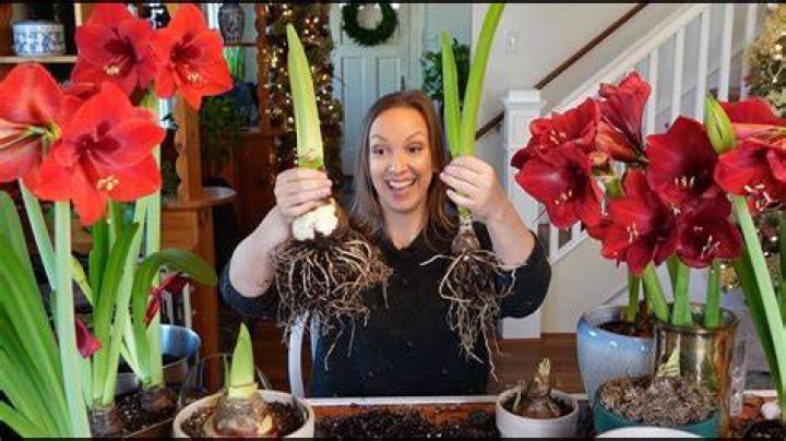 Can you plant amaryllis bulbs outside