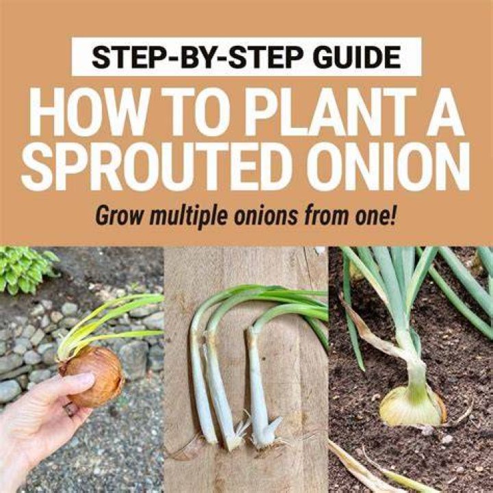 Can you replant spring onions