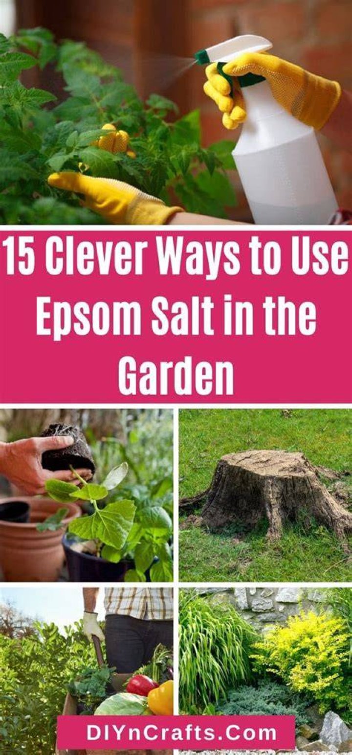 Can you use Epsom salt in the garden