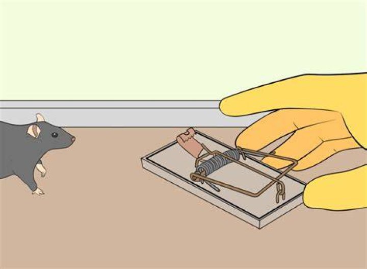 Can you use the same mouse trap twice