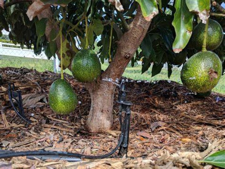 Do avocados use a lot of water