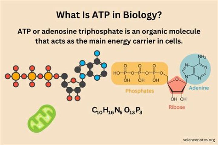 Do bacteria use ATP