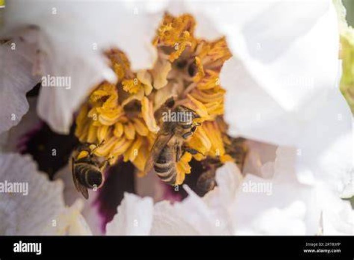 Do bees collect tree pollen