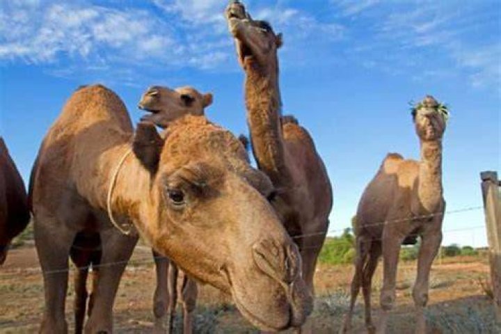 Do camels forget