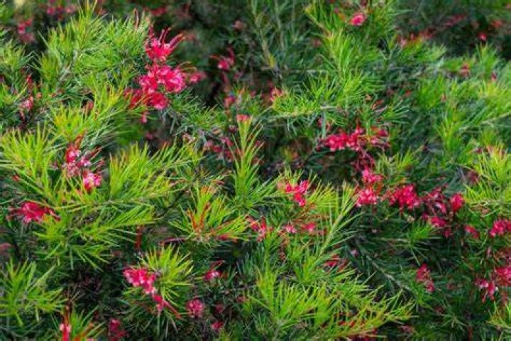 Do Grevilleas like Seasol