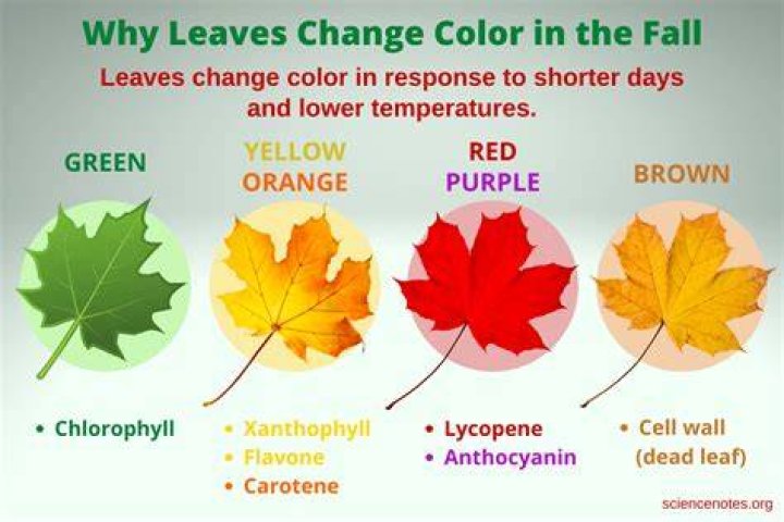 Do leaves change color because temperature