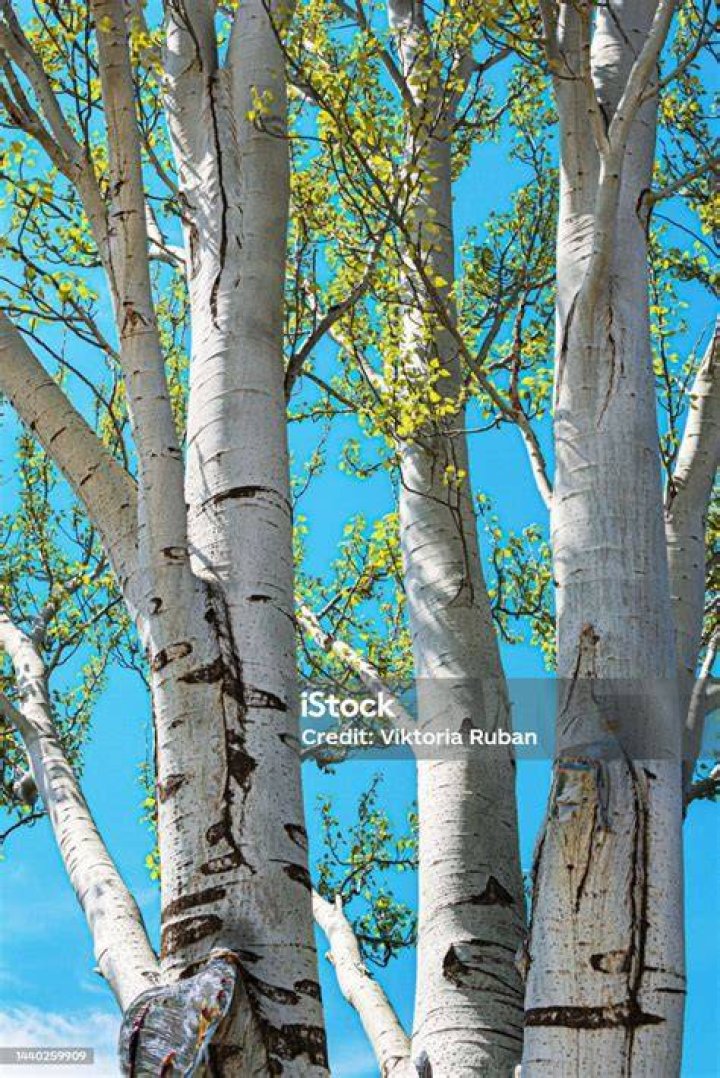 Do poplar trees have white bark