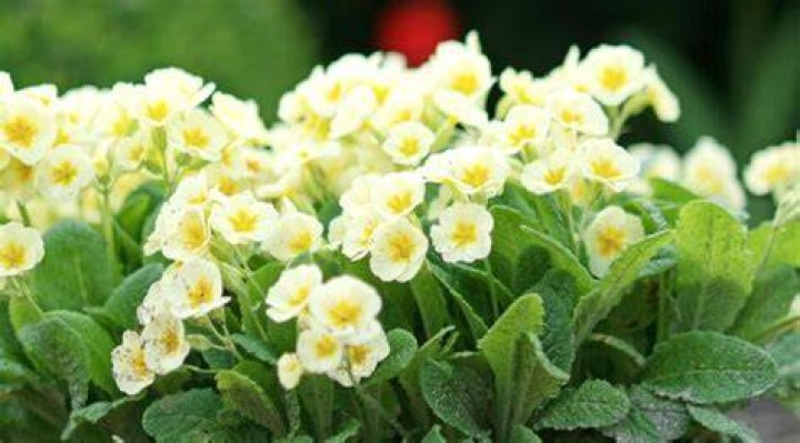 Do primrose flowers spread