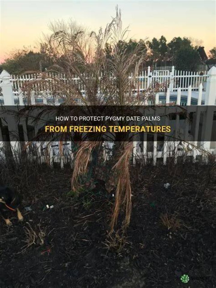 Do pygmy palms freeze