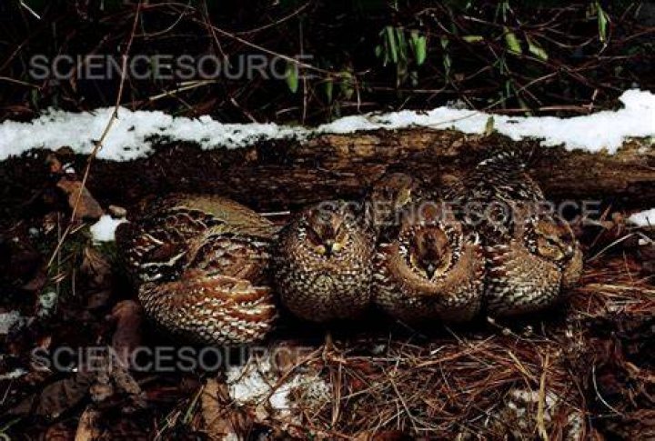 Do quails sleep at night