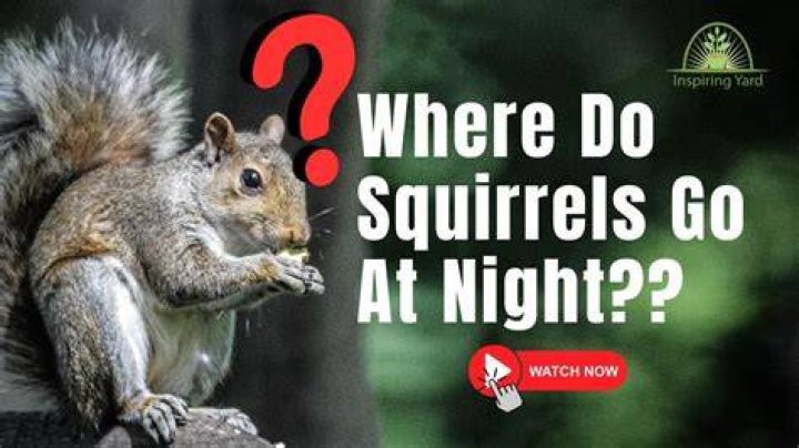 Do squirrels have night vision