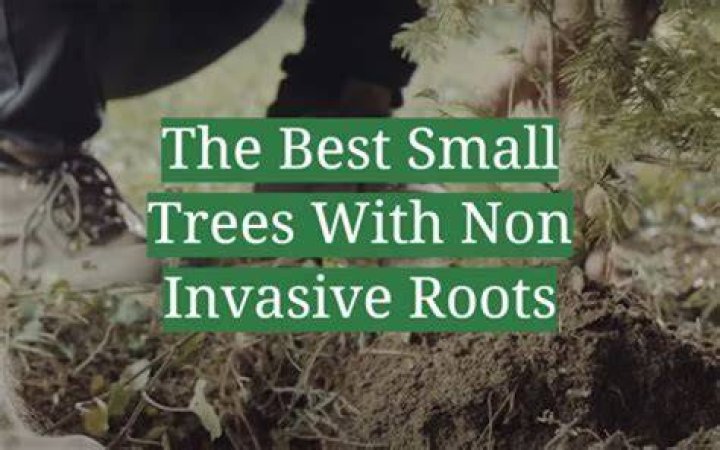 Do sycamore trees have invasive roots