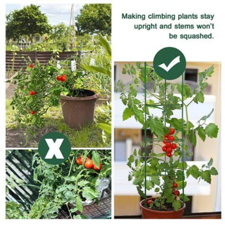 Do tomato plants need support