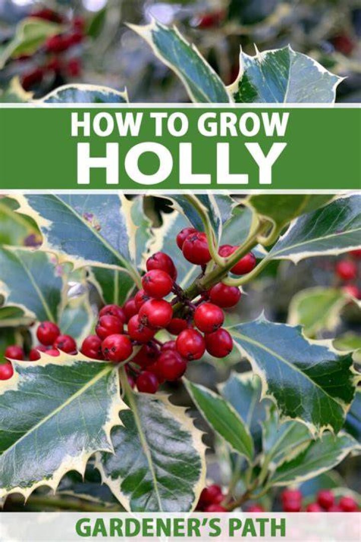 Does Holly grow in Florida