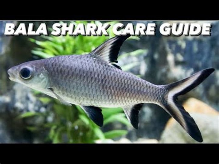 How big do Bala sharks get in the wild