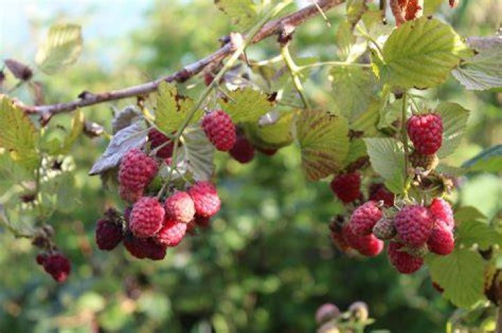 How can you tell a raspberry bush