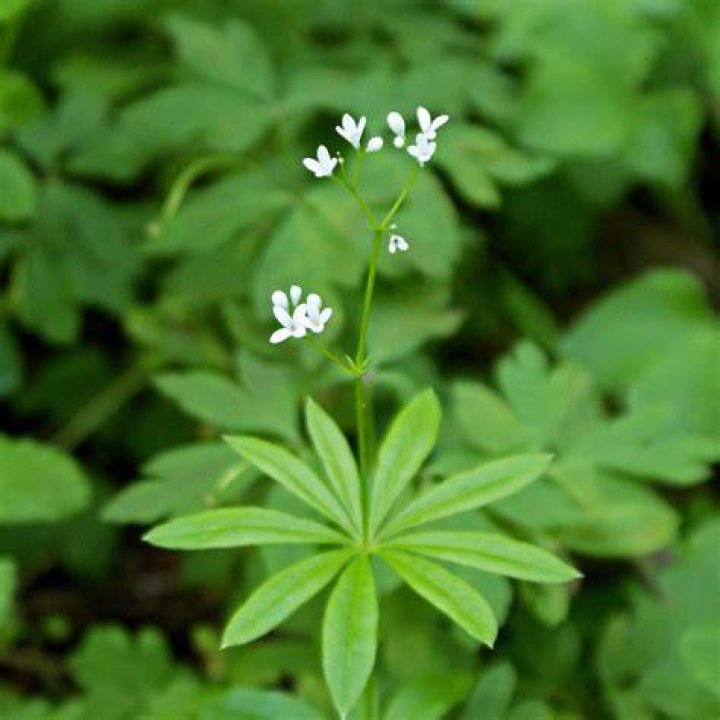 How can you tell sweet woodruff