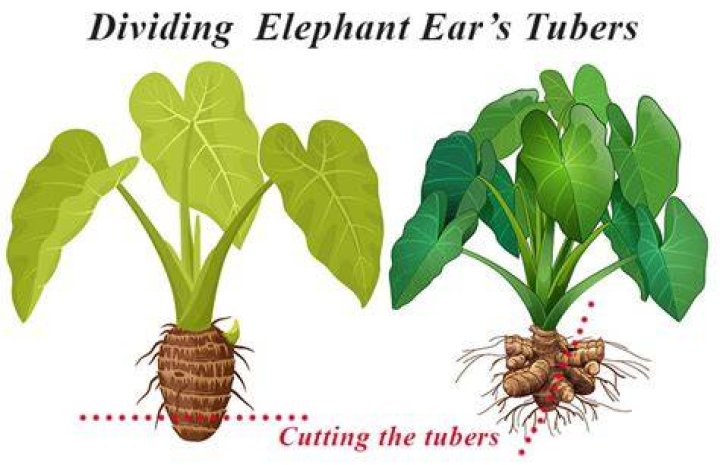 How do elephant ears reproduce