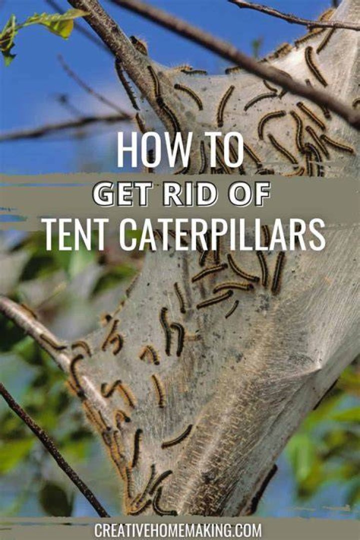 How do I get rid of caterpillars on my cherry tree