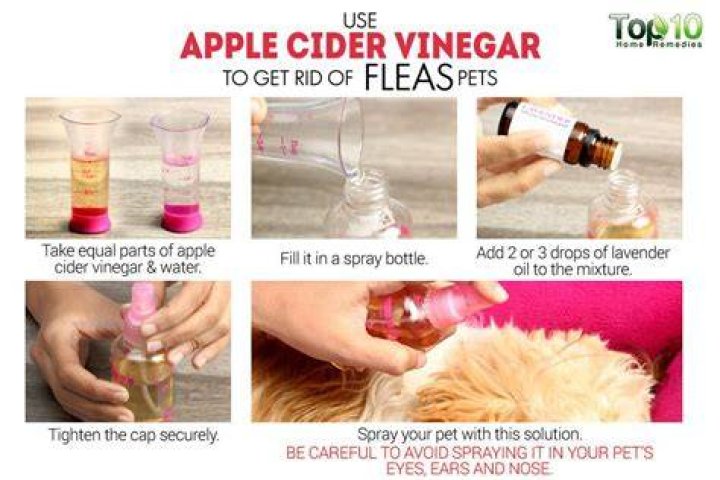 How do I use apple cider vinegar to kill fleas in my house