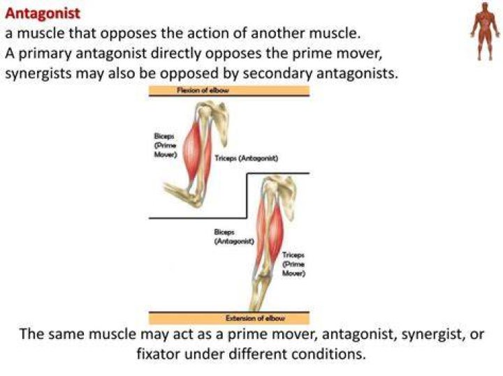 How do prime movers and antagonists work together