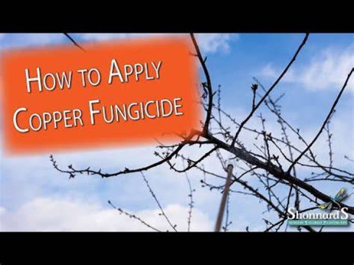 How do you apply copper fungicide to trees