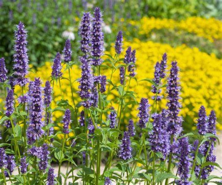How do you care for a hummingbird mint