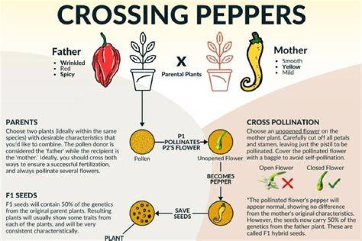 How do you crossbreed peppers