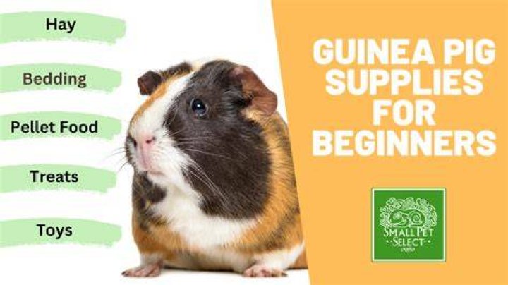 How do you get a pet guinea pig