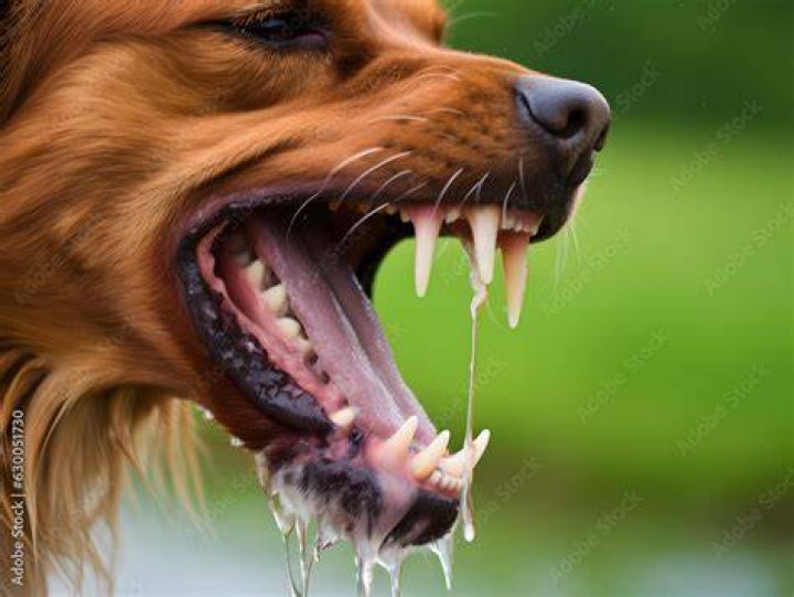 How do you get dried dog saliva off a wall
