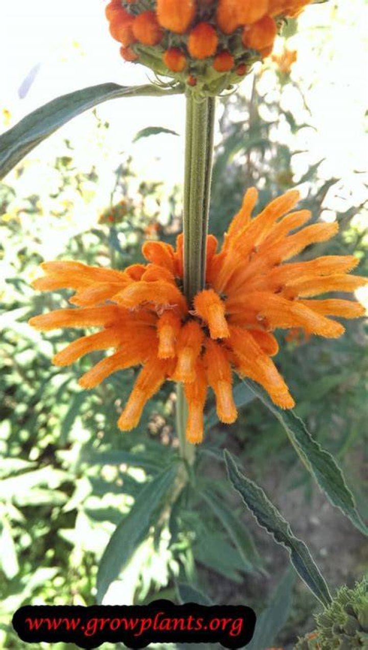 How do you grow leonotis leonurus