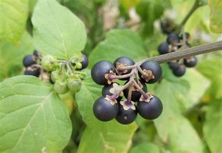 How do you identify black nightshade