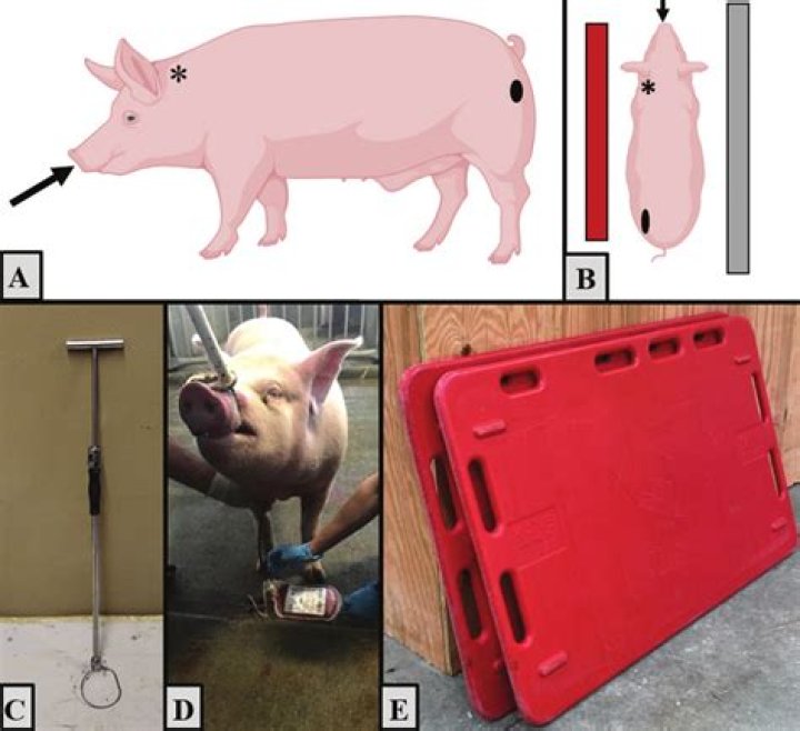 How do you restrain a pig for castration